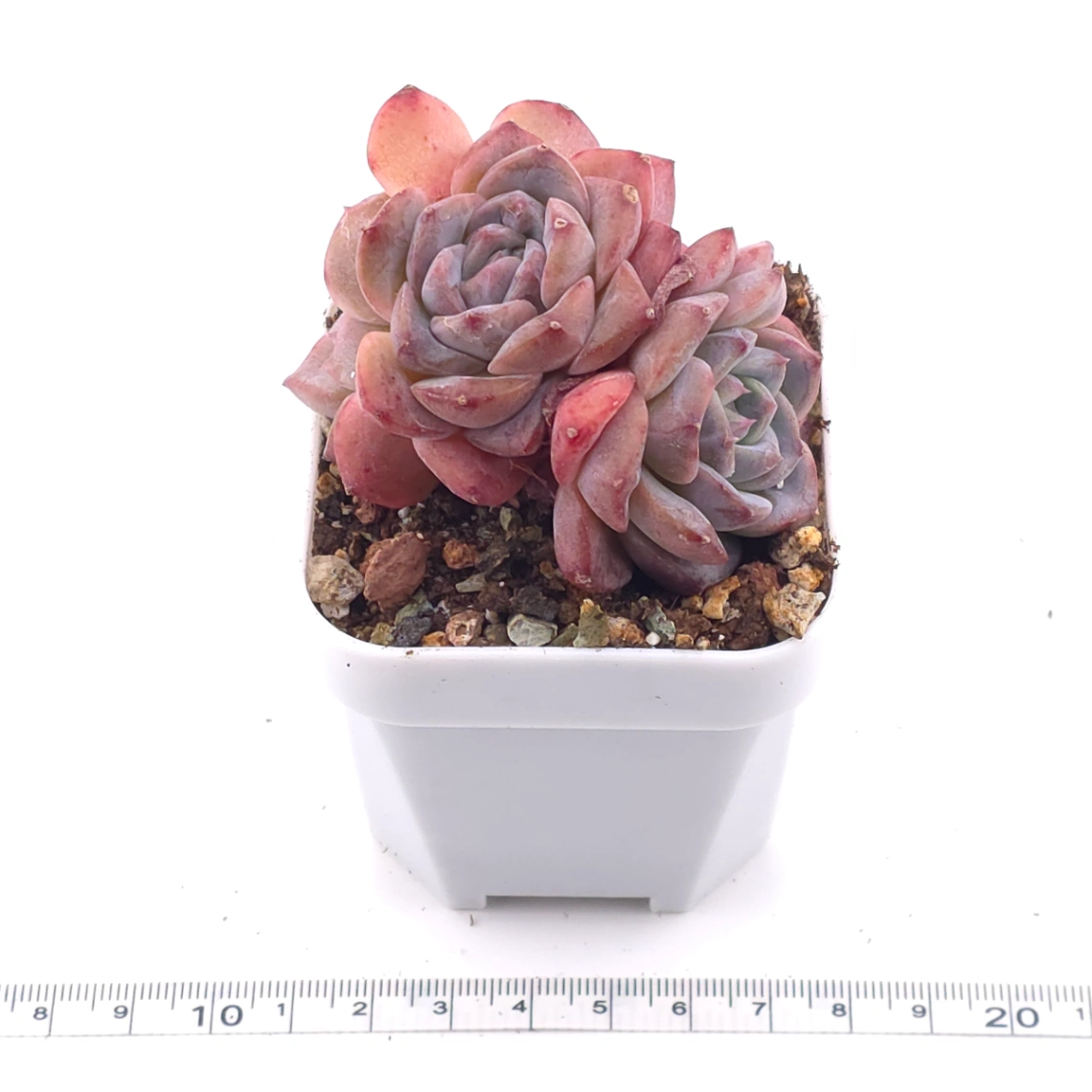 Echeveria 'Ariel' | 愛麗兒 thumbnail 3