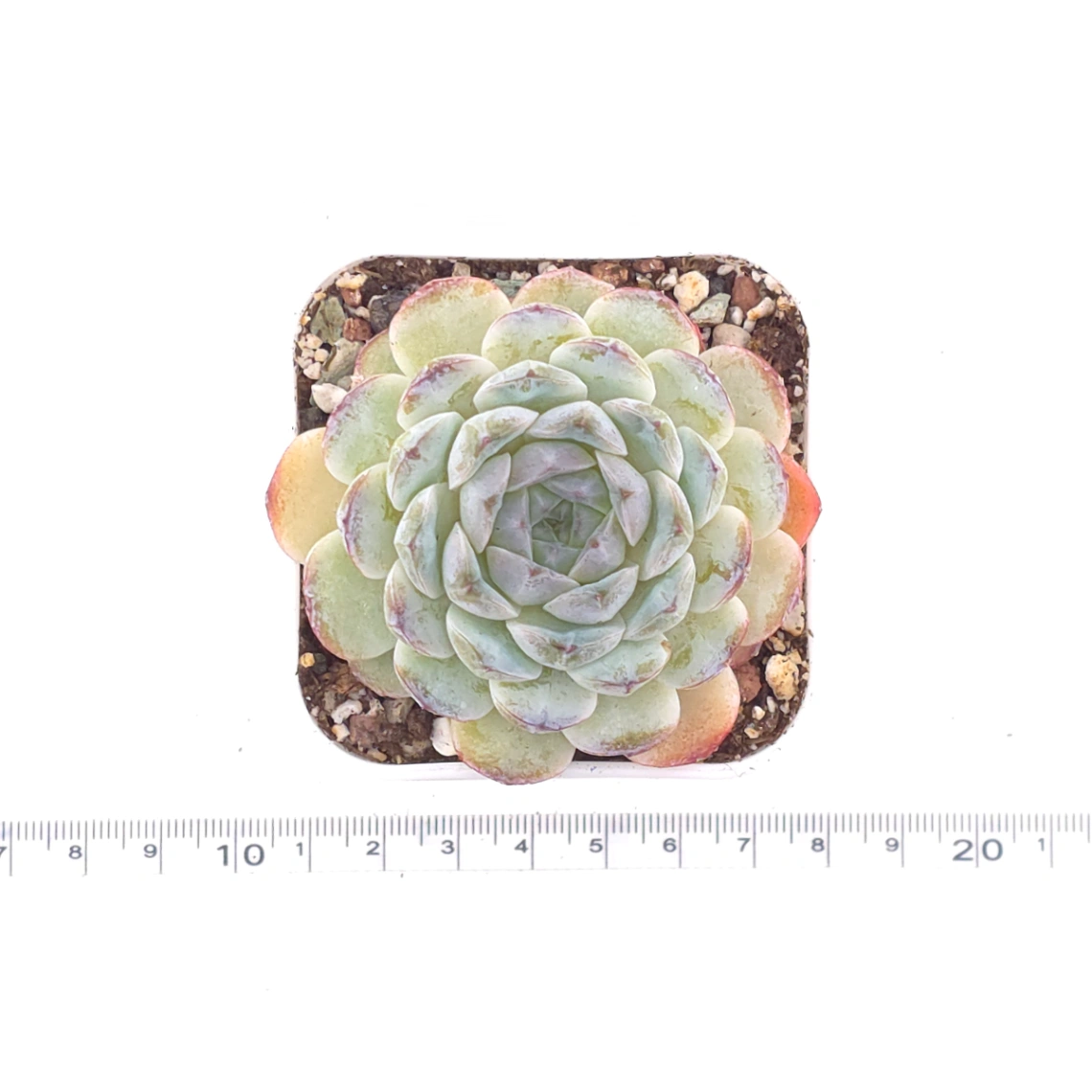 Echeveria 'Ametrine' | 紫黃晶 thumbnail 2