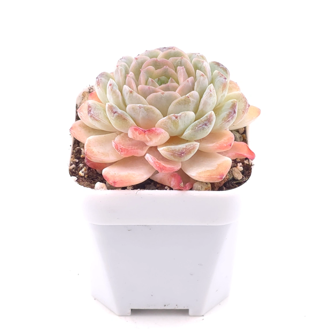 Echeveria 'Ametrine' | 紫黃晶 thumbnail 2