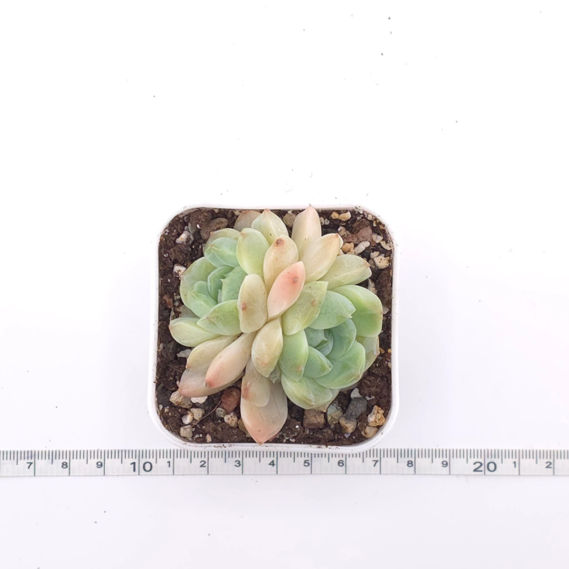 Echeveria ‘Ice Soul’ | 冰魄 thumbnail 4