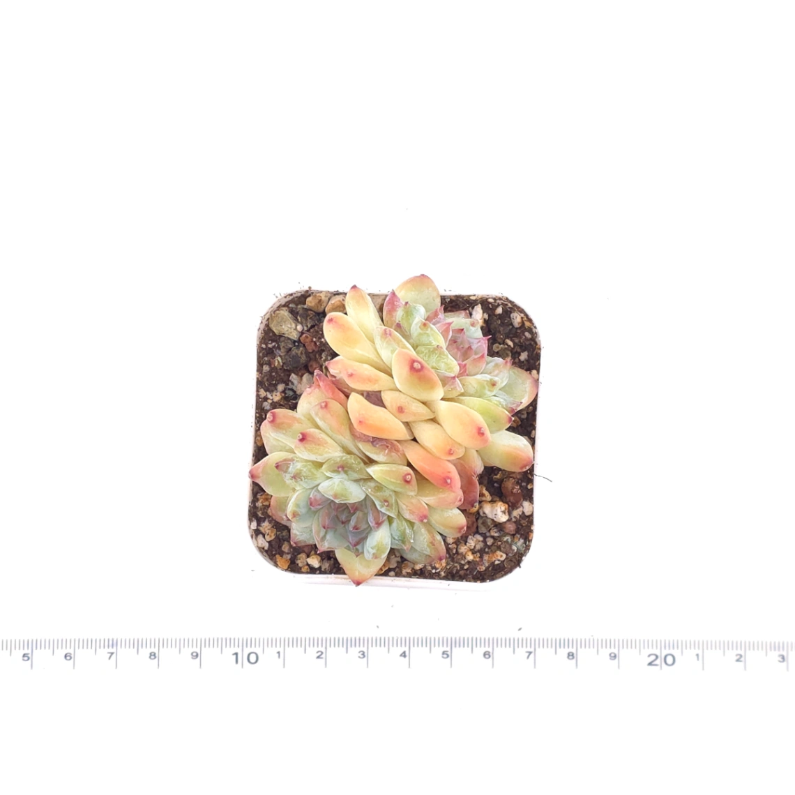 Echeveria ‘Ice Mountain’ | 冰山美人 thumbnail 3