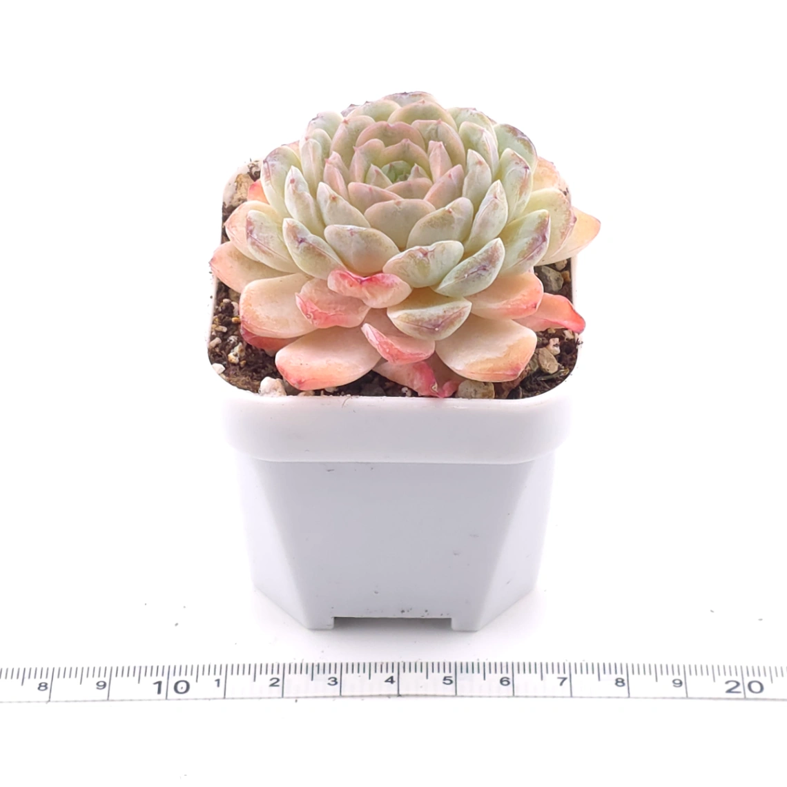 Echeveria 'Ametrine' | 紫黃晶 thumbnail 3