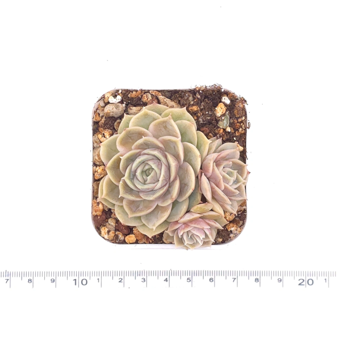 Echeveria ‘Onslow’ | 昂斯諾 thumbnail 3