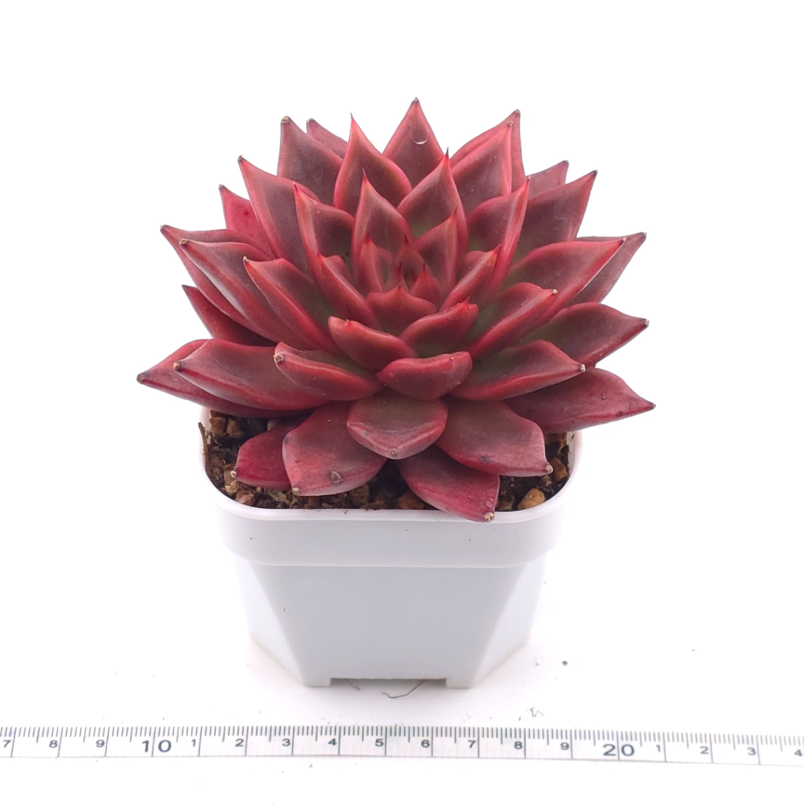 Echeveria agavoides ‘Romeo Rubin’ | 羅賓 thumbnail 3