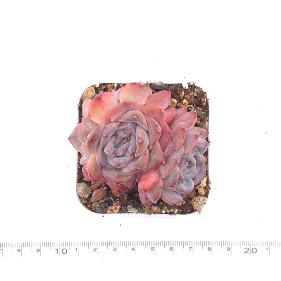 Echeveria 'Ariel' | 愛麗兒 thumbnail 4