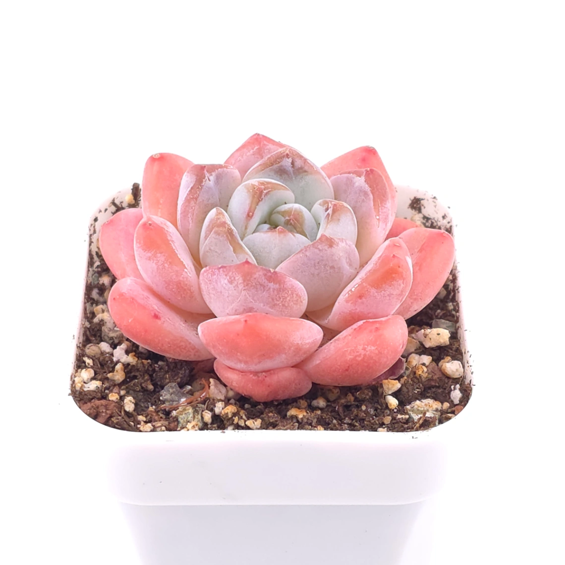 Echeveria 'Diana' | 黛安娜 thumbnail 2