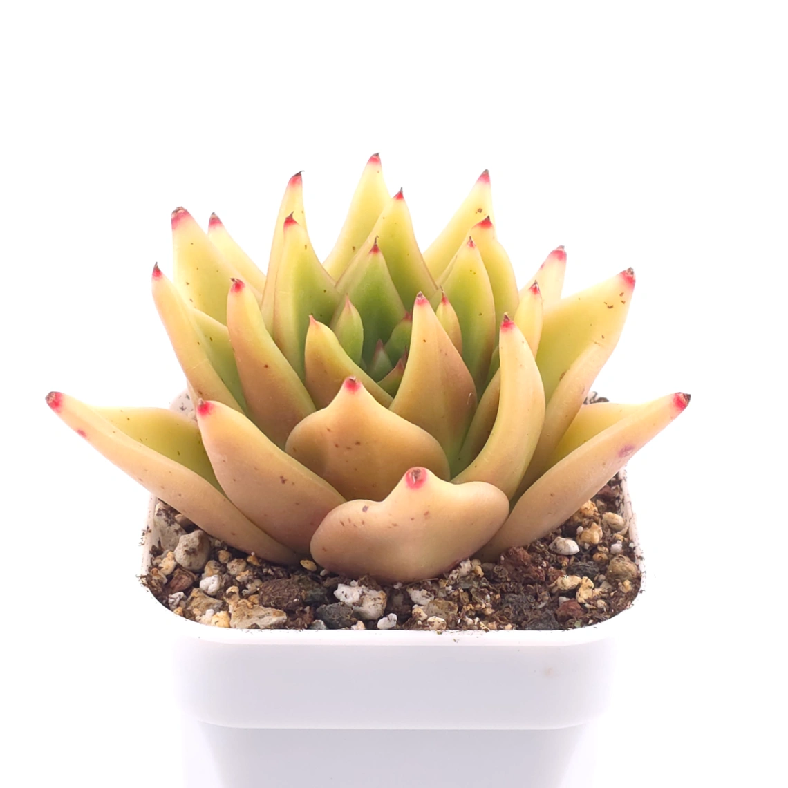 Echeveria agavoides 'Golden Glow' | 黃金瑪利亞 thumbnail 2