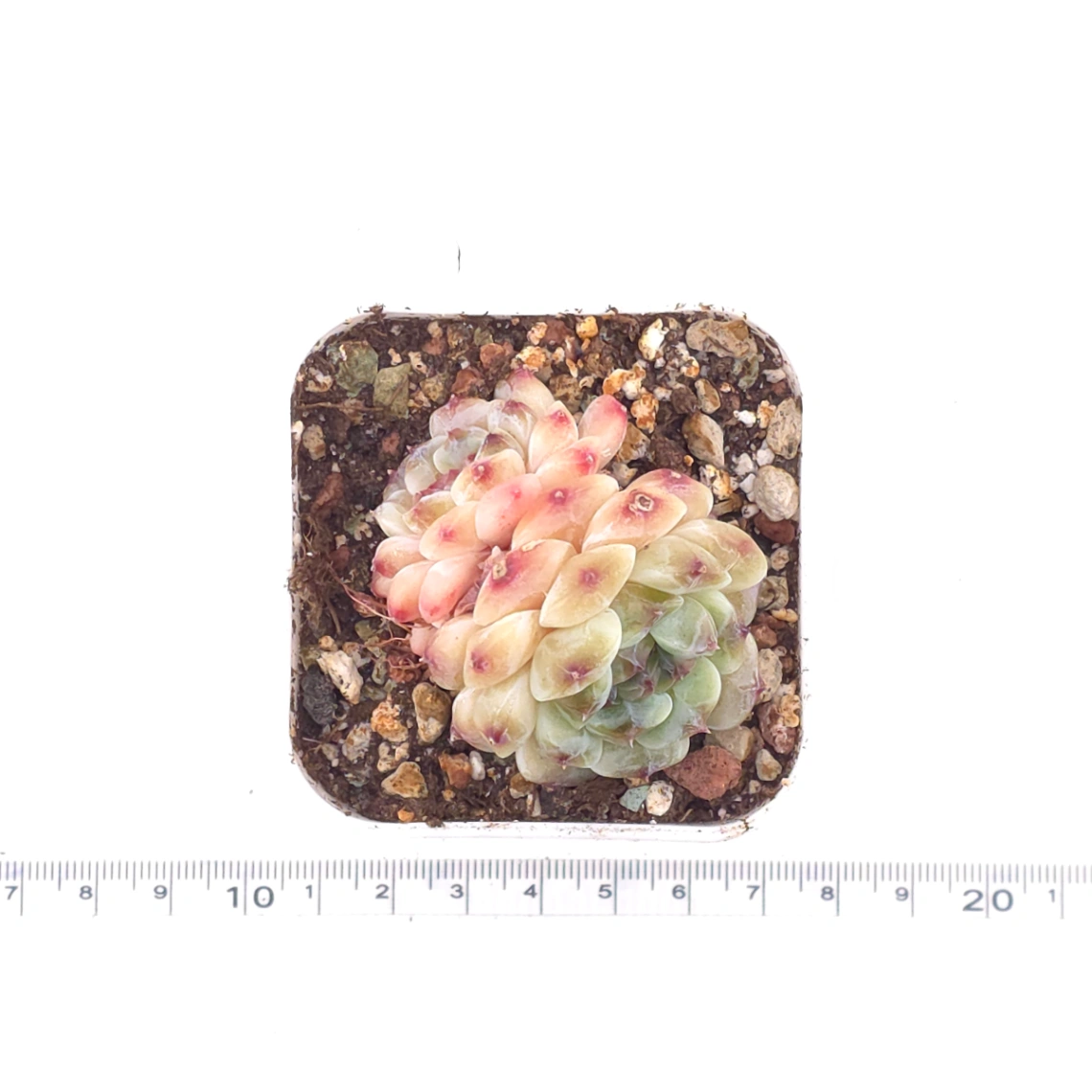 Echeveria 'Apis' | 蜜蜂 thumbnail 4