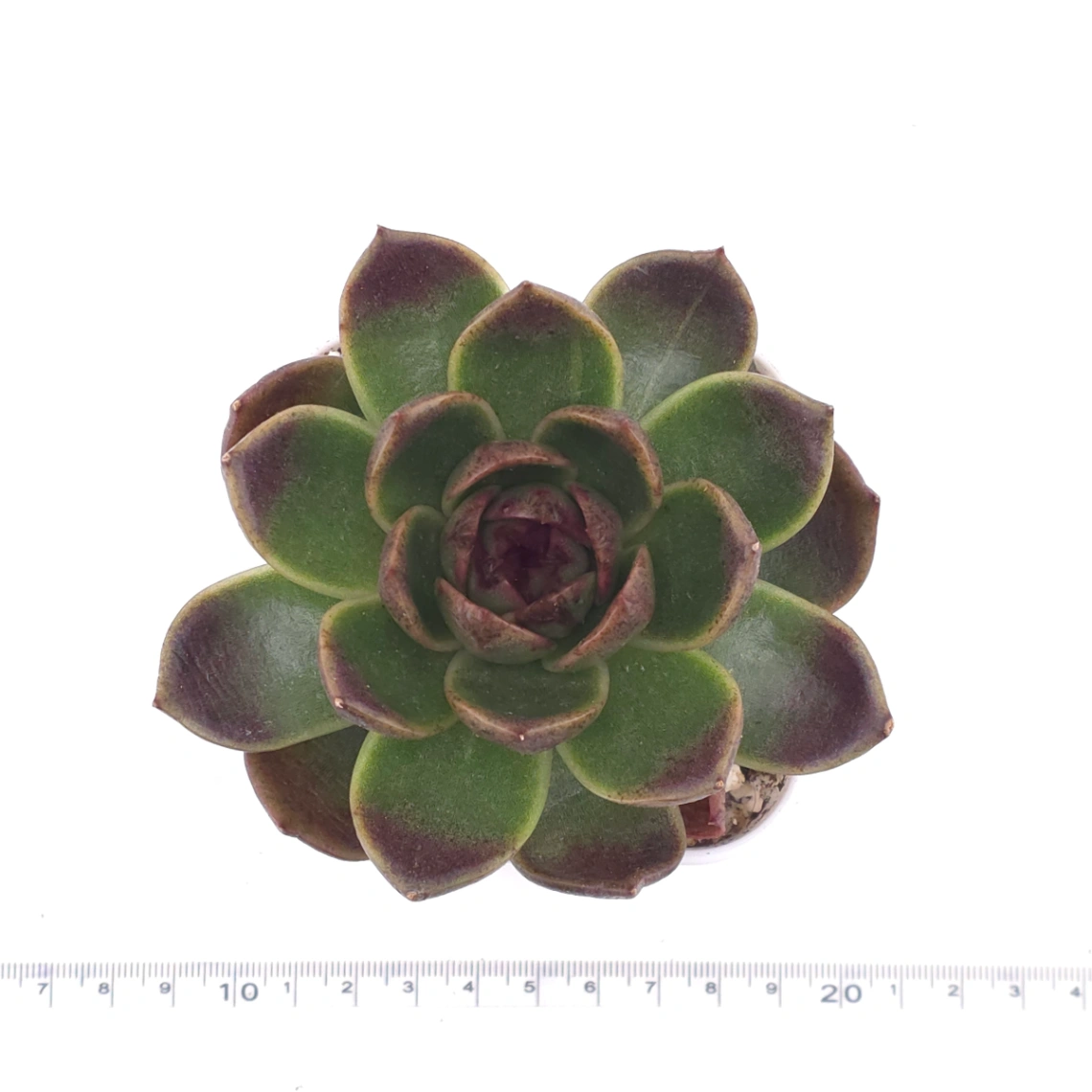Echeveria 'Black Rose' | 黑色玫瑰 thumbnail 4