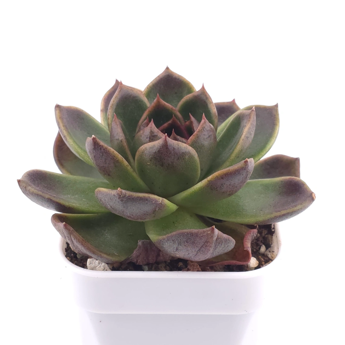 Echeveria 'Black Rose' | 黑色玫瑰 thumbnail 2