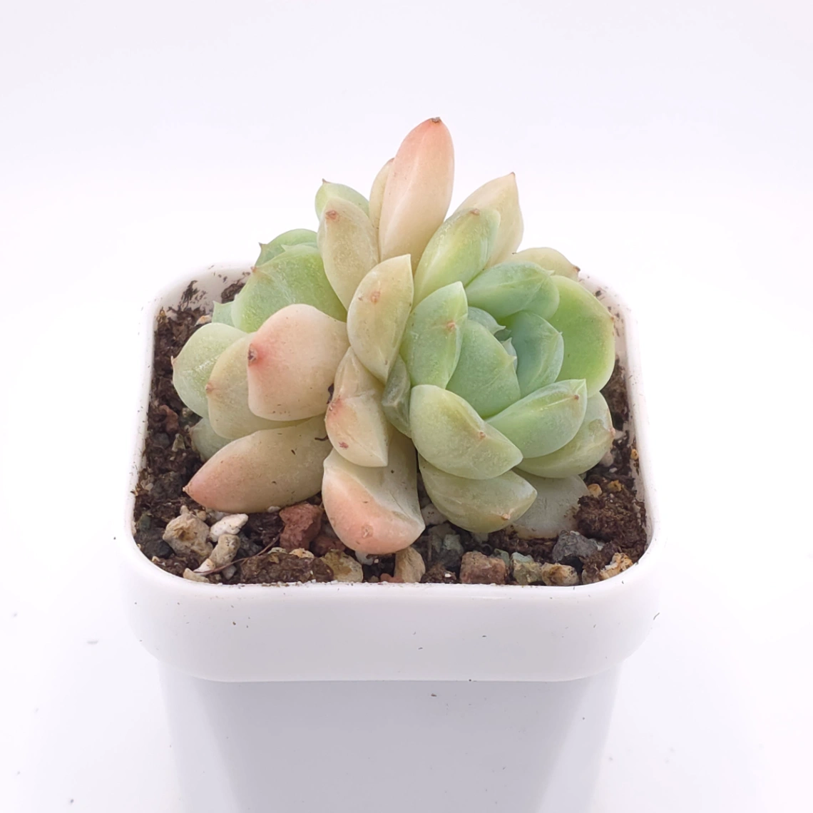Echeveria ‘Ice Soul’ | 冰魄 thumbnail 2
