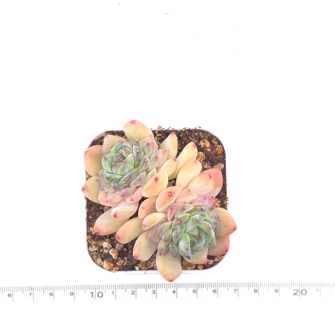 Echeveria ‘Ice Mountain’ | 冰山美人 thumbnail 4