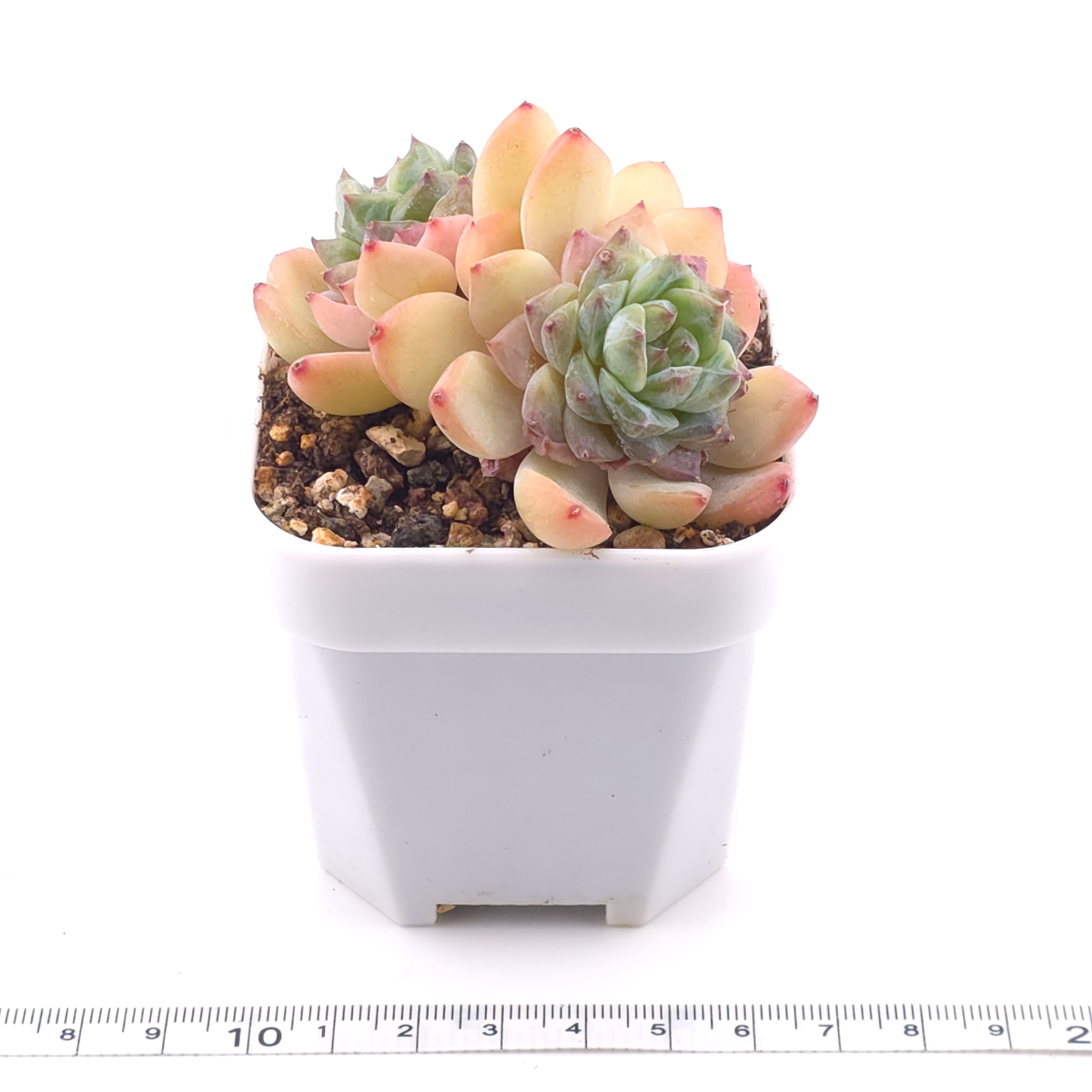 Echeveria ‘Ice Mountain’ | 冰山美人 thumbnail 3