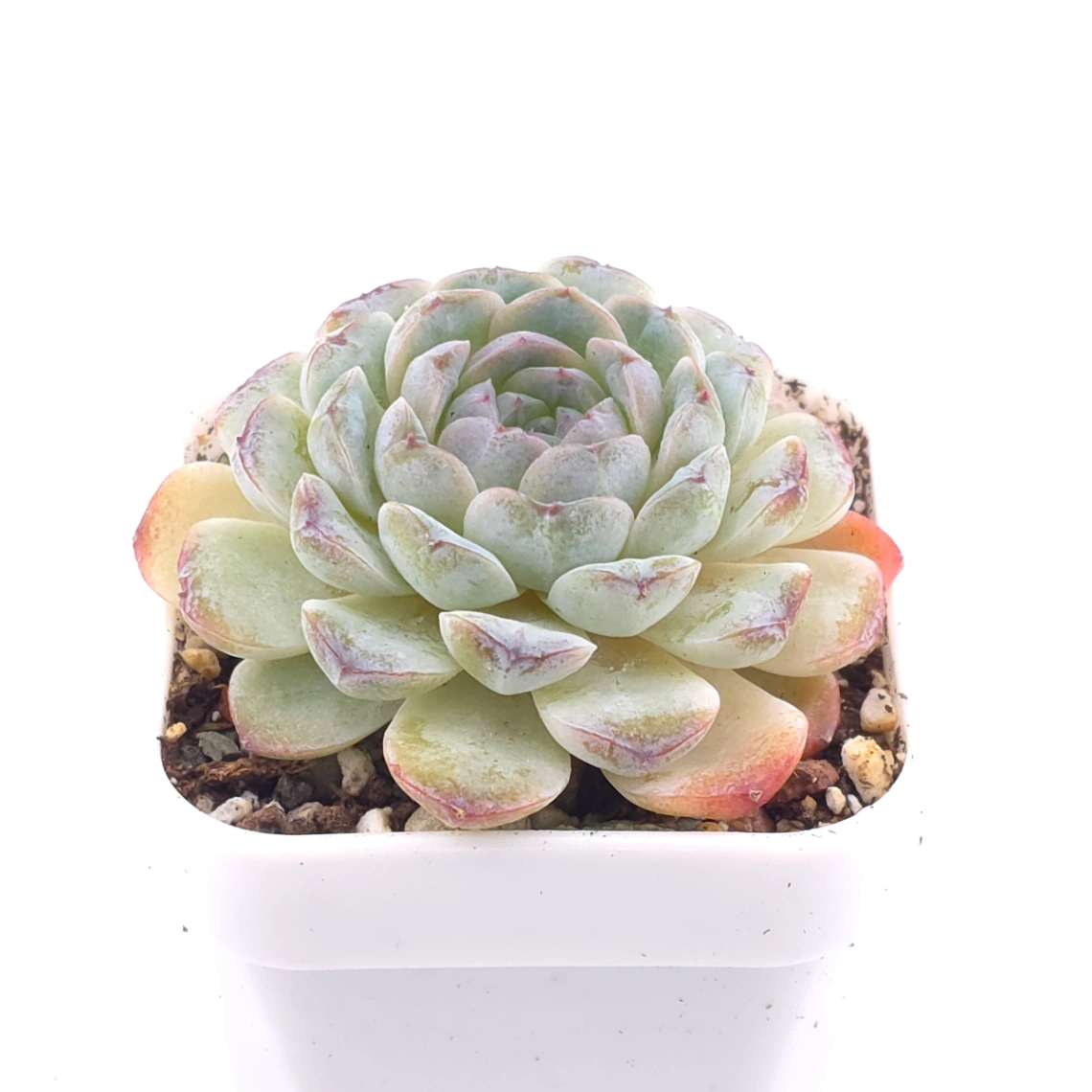 Echeveria 'Ametrine' | 紫黃晶 thumbnail 3