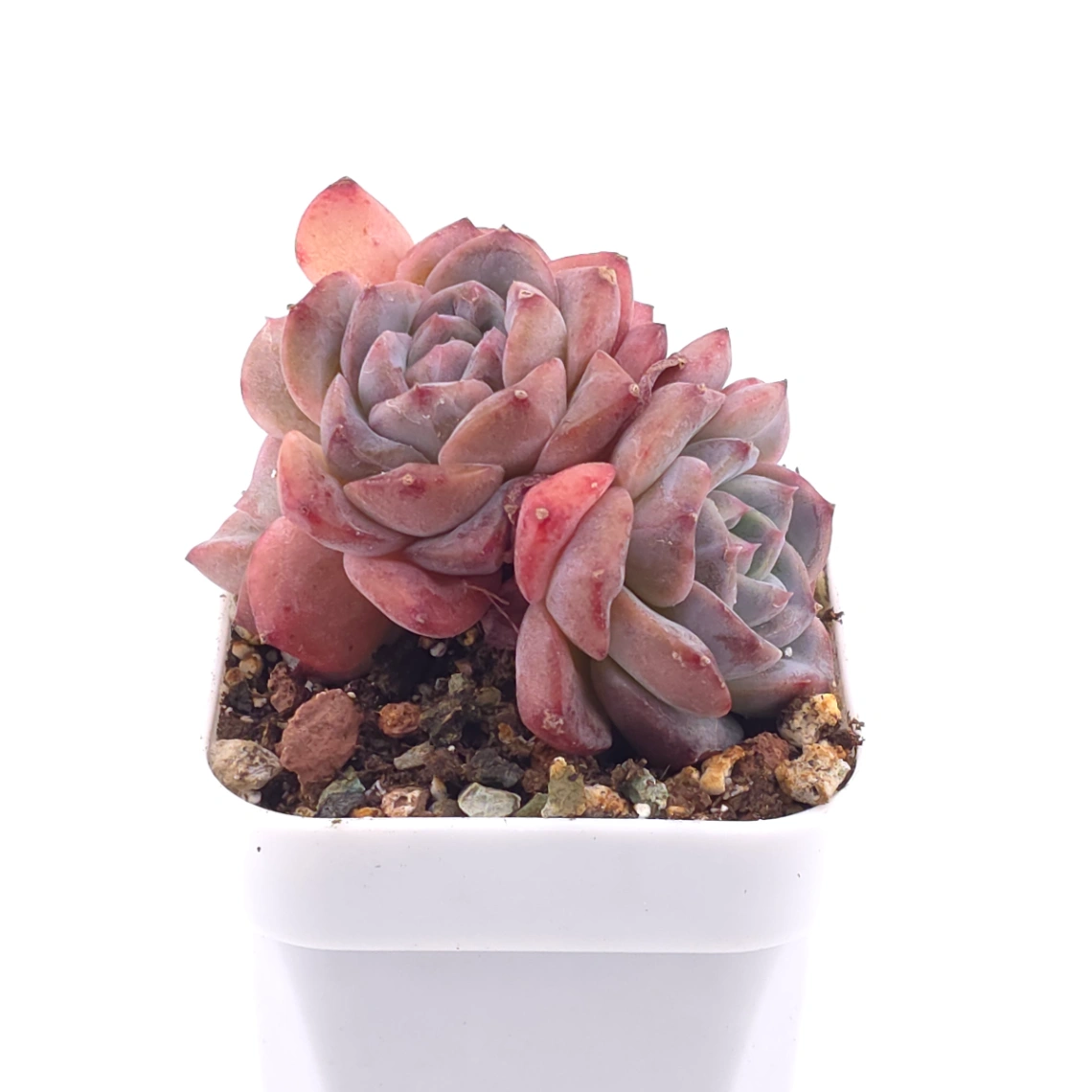 Echeveria 'Ariel' | 愛麗兒 thumbnail 2