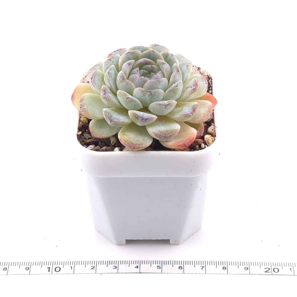 Echeveria 'Ametrine' | 紫黃晶 thumbnail 4