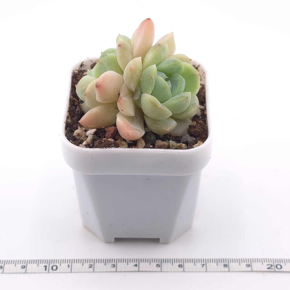 Echeveria ‘Ice Soul’ | 冰魄 thumbnail 3