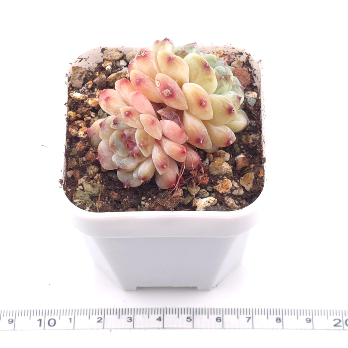 Echeveria 'Apis' | 蜜蜂 thumbnail 3