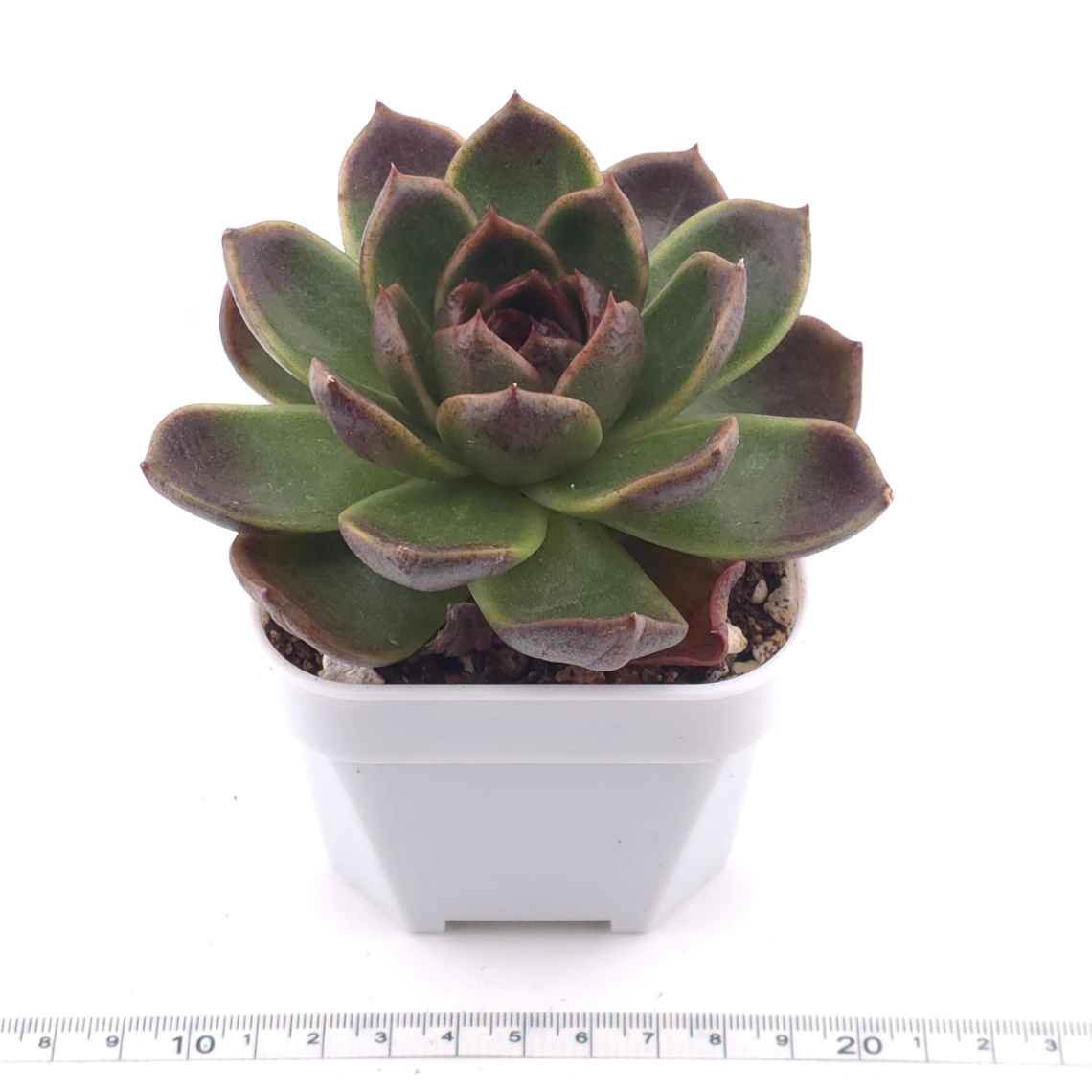 Echeveria 'Black Rose' | 黑色玫瑰 thumbnail 3