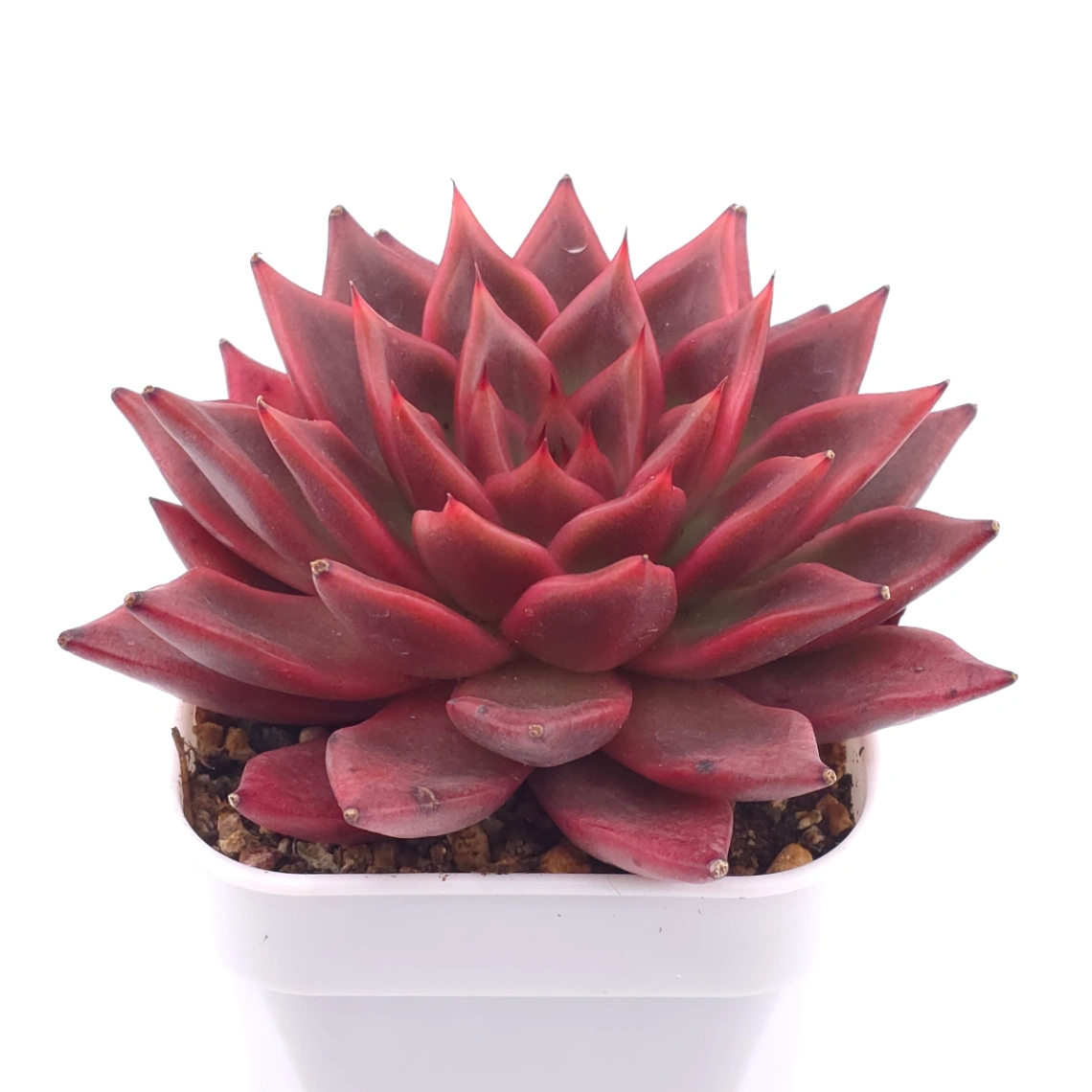 Echeveria agavoides ‘Romeo Rubin’ | 羅賓 thumbnail 2