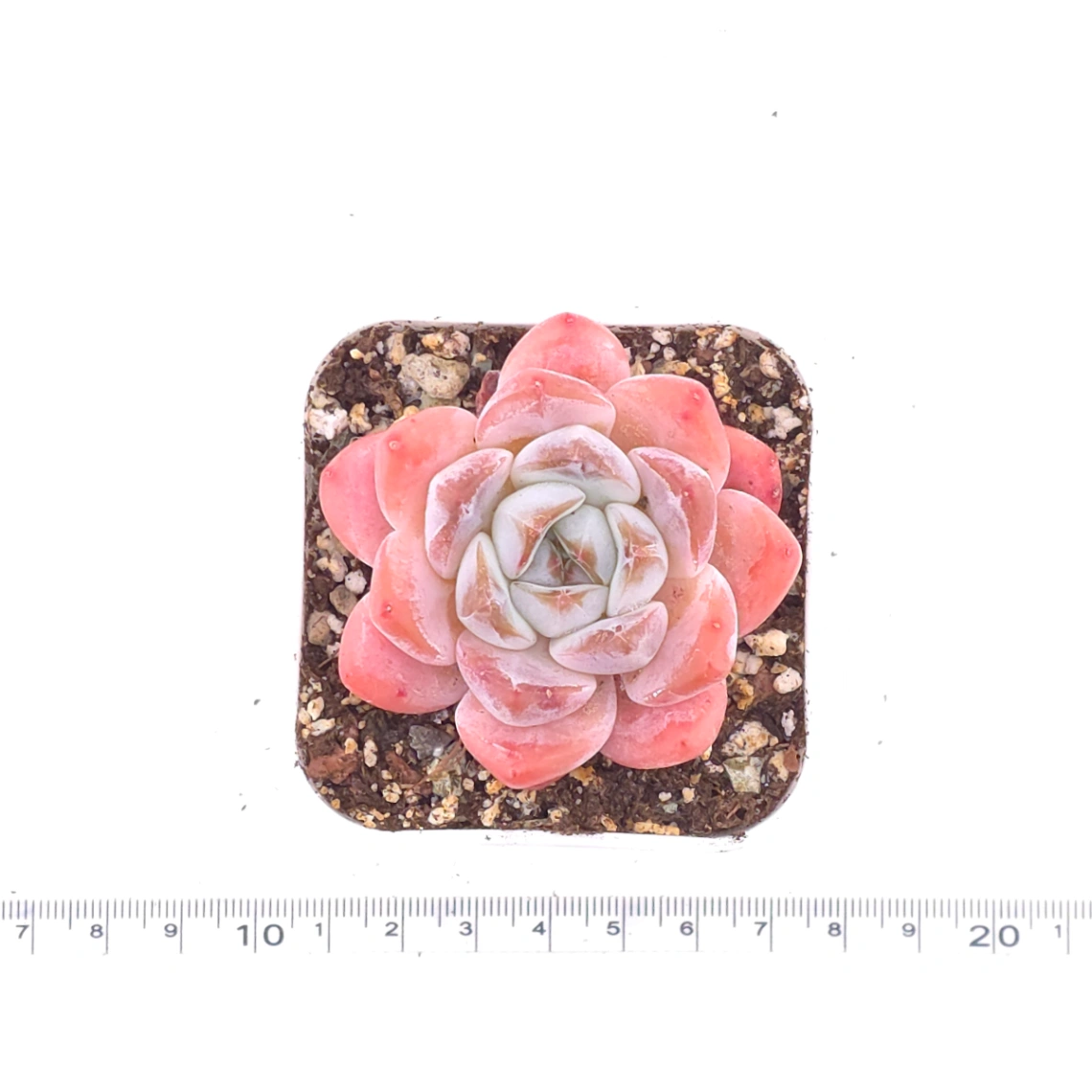 Echeveria 'Diana' | 黛安娜 thumbnail 4
