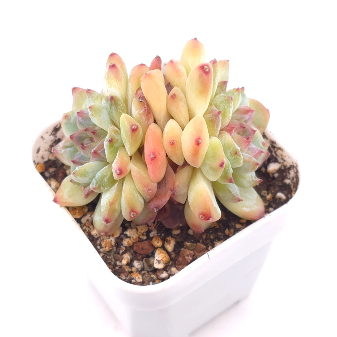 Echeveria ‘Ice Mountain’ | 冰山美人 thumbnail 4