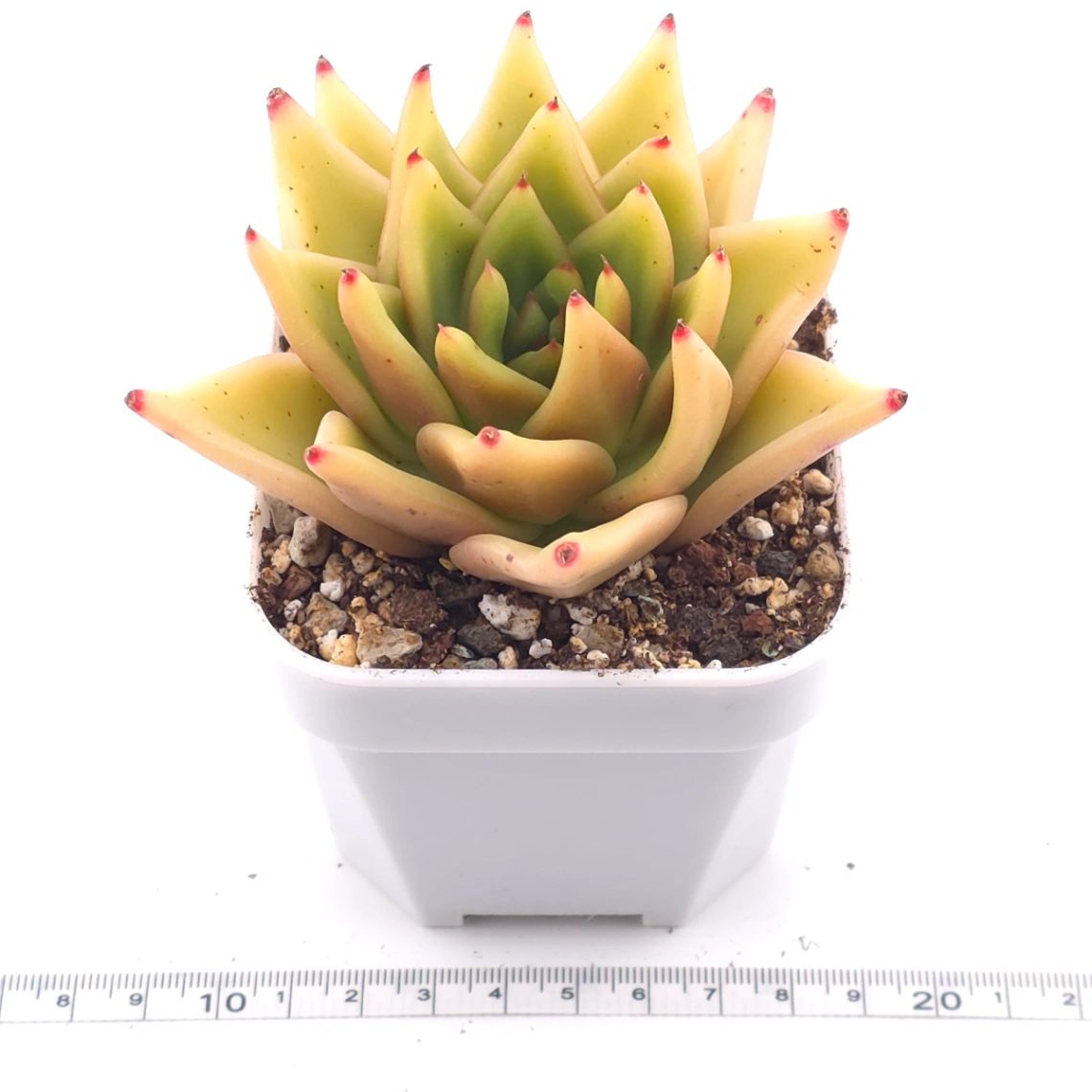 Echeveria agavoides 'Golden Glow' | 黃金瑪利亞 thumbnail 3