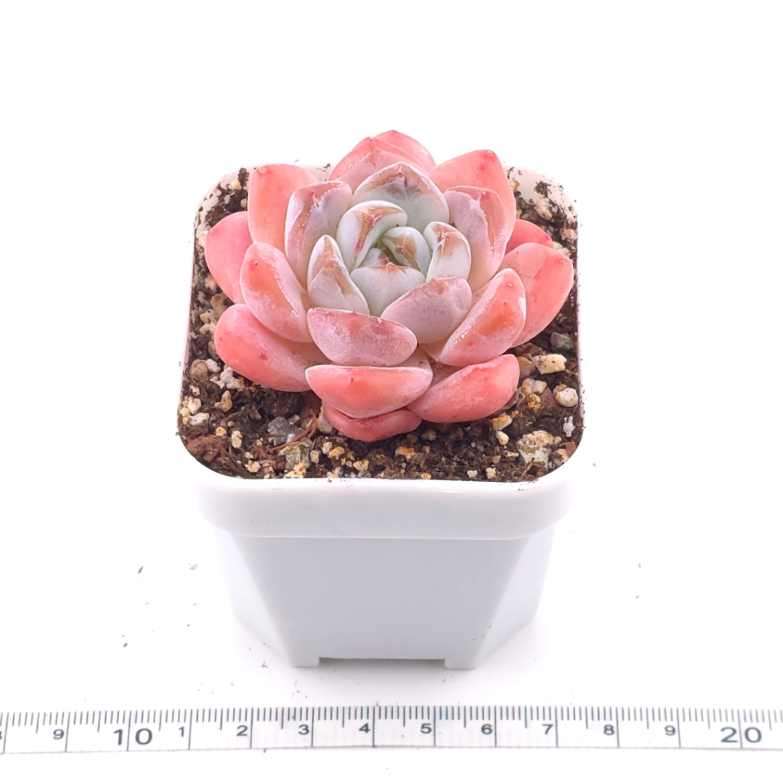 Echeveria 'Diana' | 黛安娜 thumbnail 3