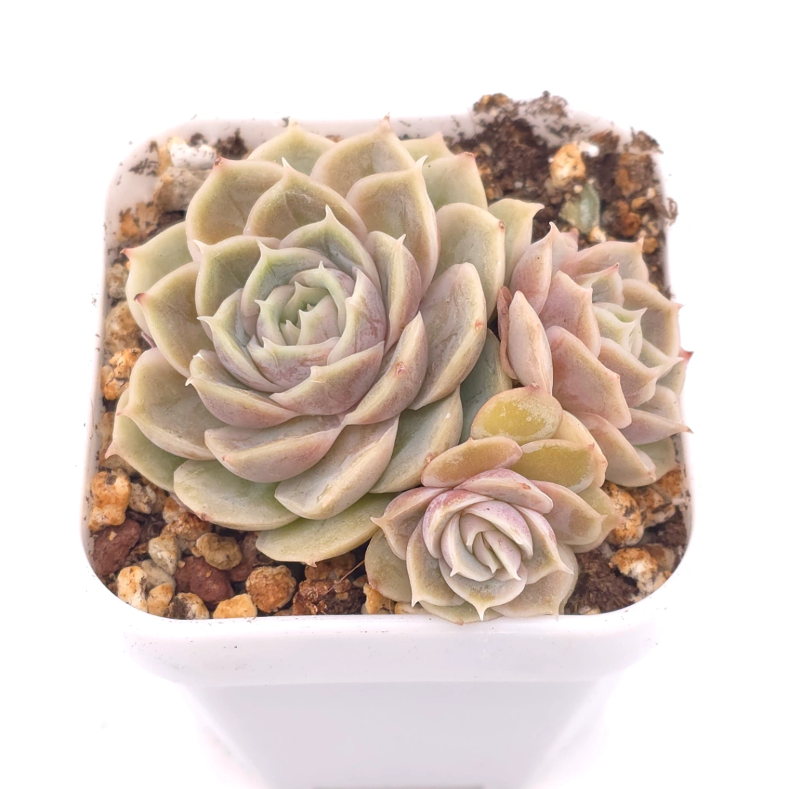 Echeveria ‘Onslow’ | 昂斯諾 thumbnail 4