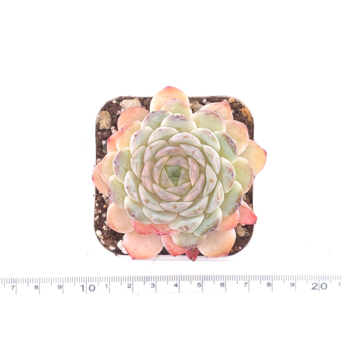 Echeveria 'Ametrine' | 紫黃晶 thumbnail 4