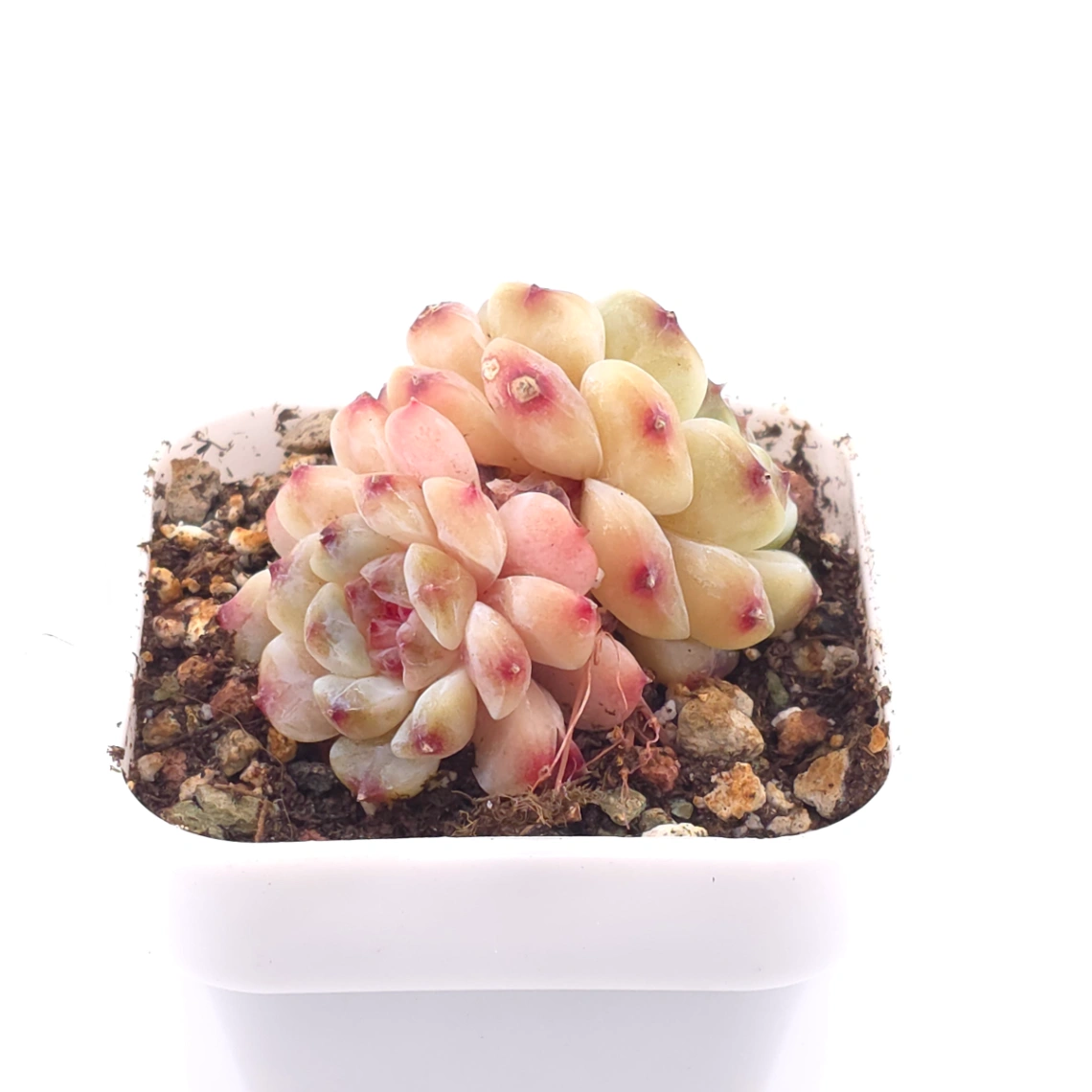 Echeveria 'Apis' | 蜜蜂 thumbnail 2