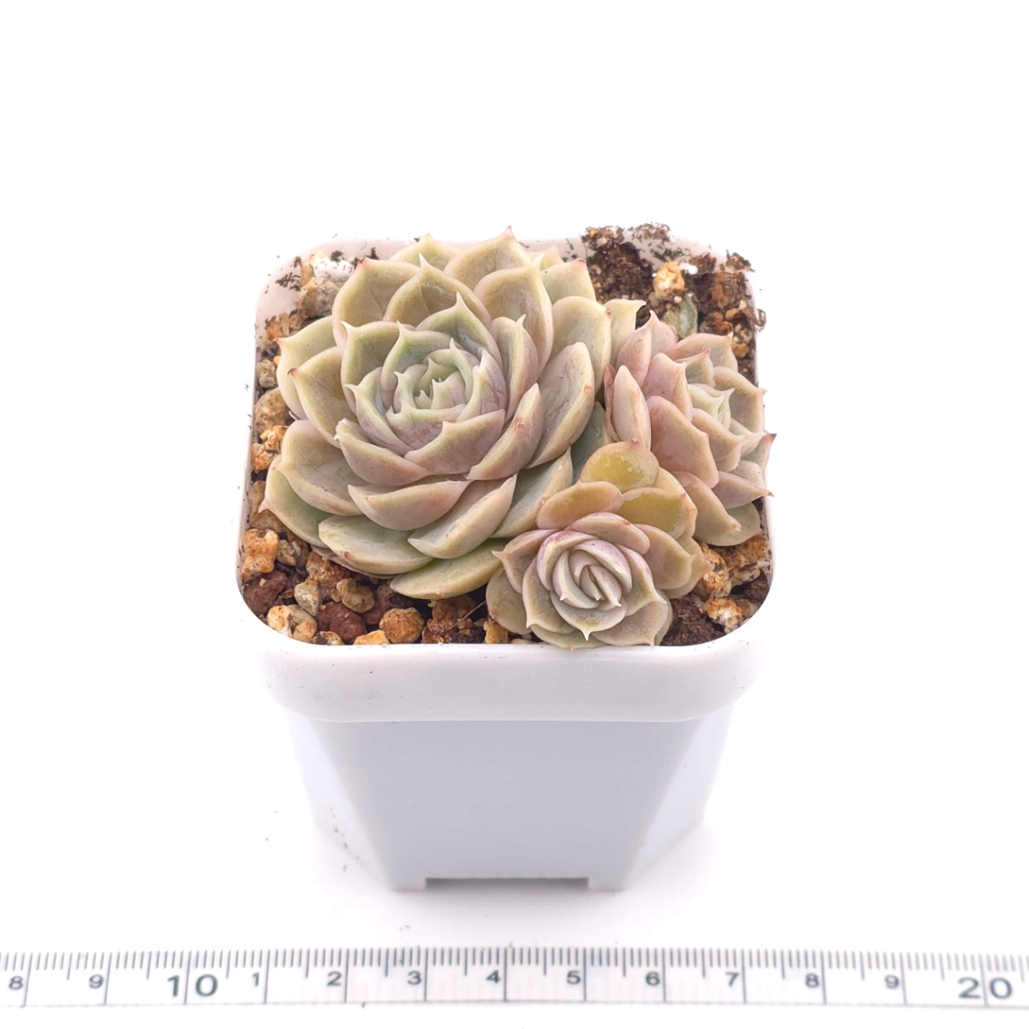 Echeveria ‘Onslow’ | 昂斯諾 thumbnail 2