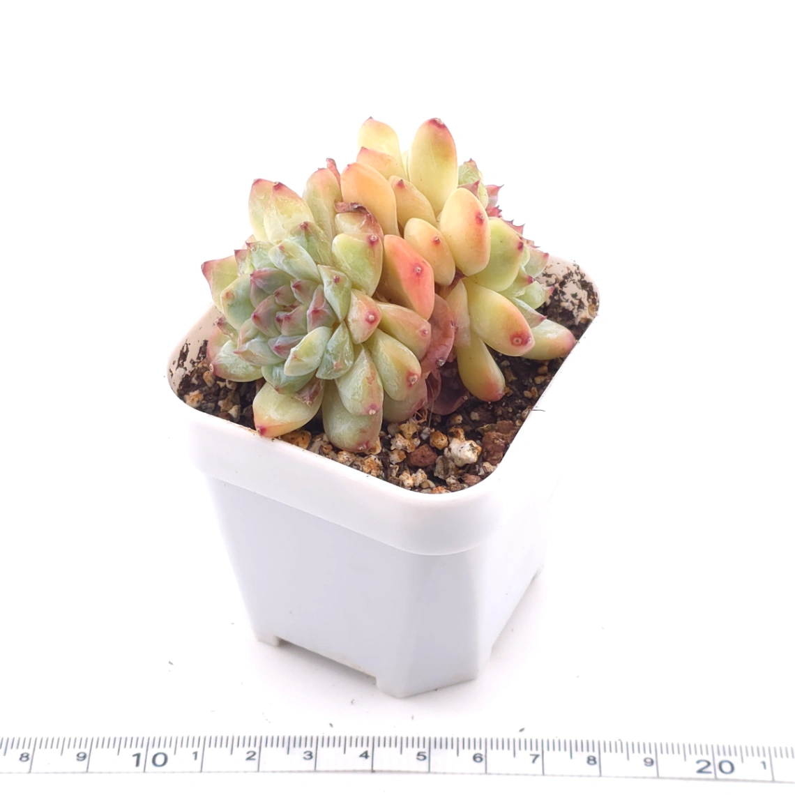 Echeveria ‘Ice Mountain’ | 冰山美人 thumbnail 2