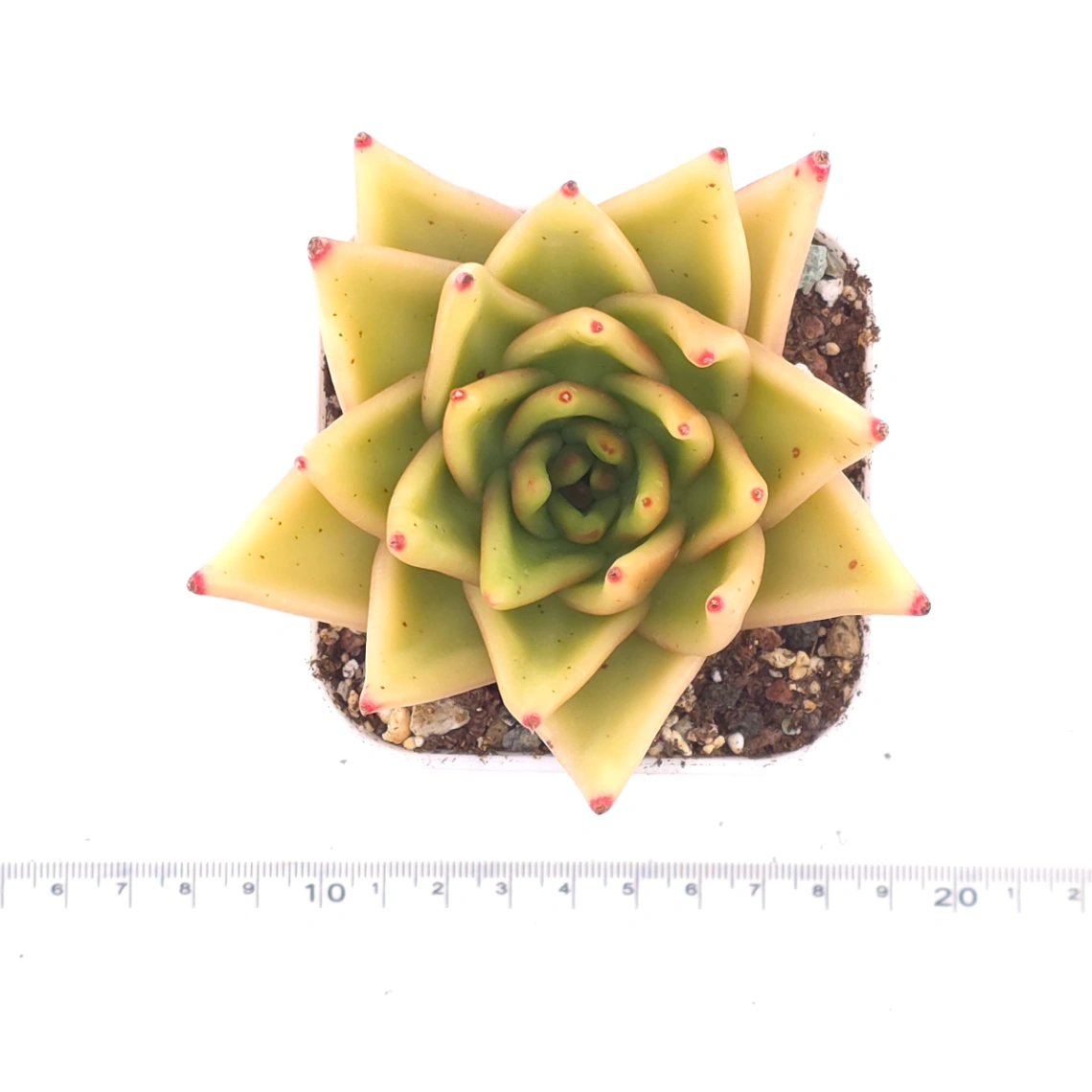 Echeveria agavoides 'Golden Glow' | 黃金瑪利亞 thumbnail 4