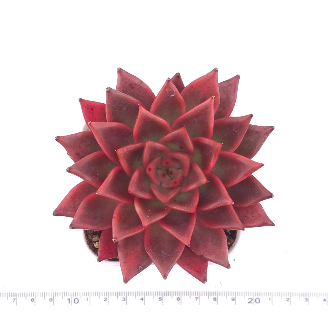 Echeveria agavoides ‘Romeo Rubin’ | 羅賓 thumbnail 4