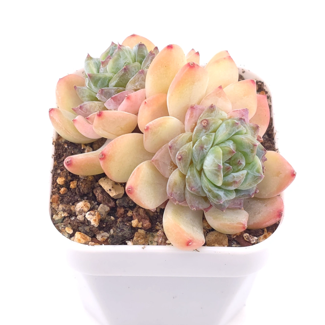Echeveria ‘Ice Mountain’ | 冰山美人 thumbnail 2