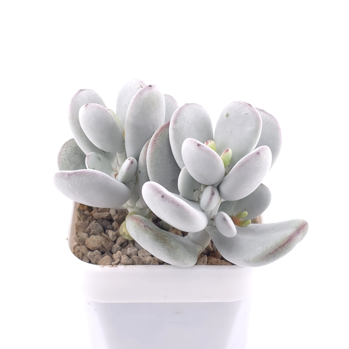 Cotyledon orbiculata | 乒乓福娘 thumbnail 2