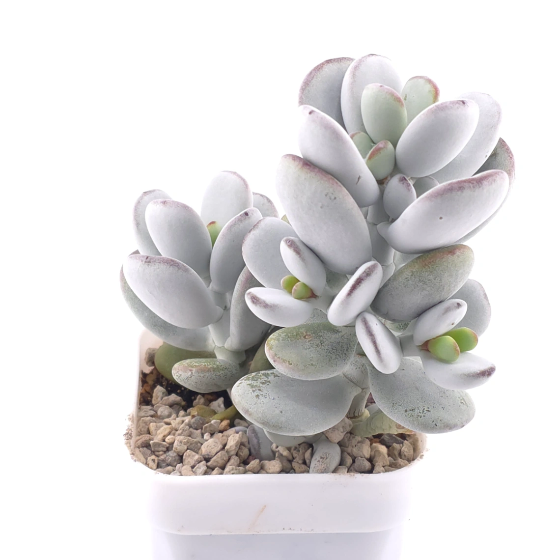 Cotyledon orbiculata | 乒乓福娘 thumbnail 2