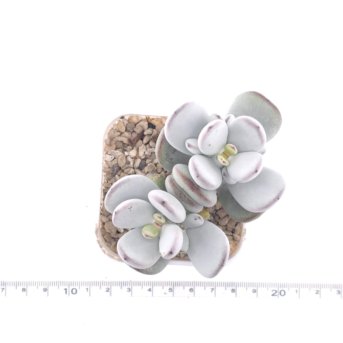 Cotyledon orbiculata | 乒乓福娘 thumbnail 4