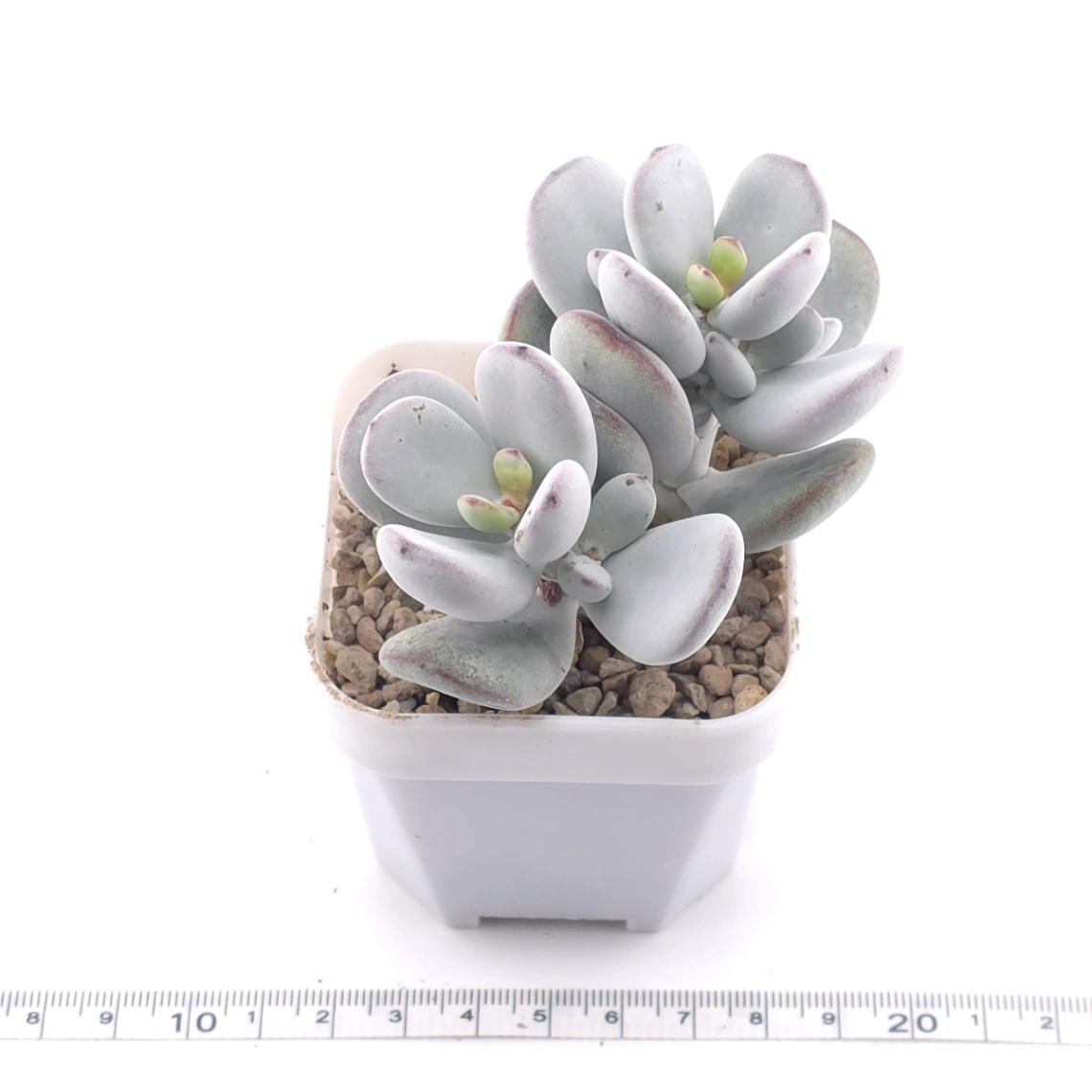 Cotyledon orbiculata | 乒乓福娘 thumbnail 3