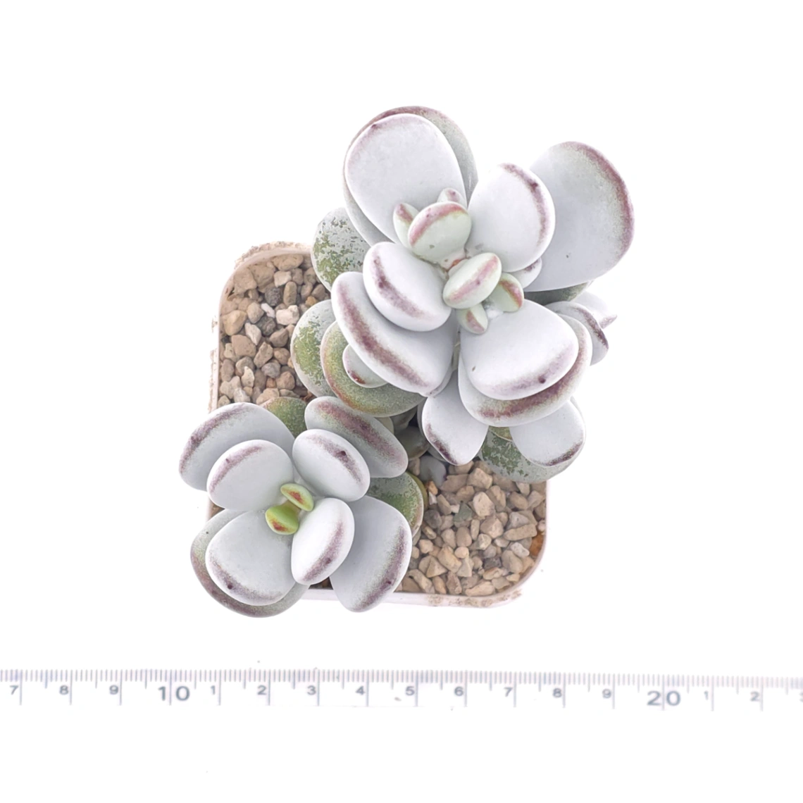 Cotyledon orbiculata | 乒乓福娘 thumbnail 4