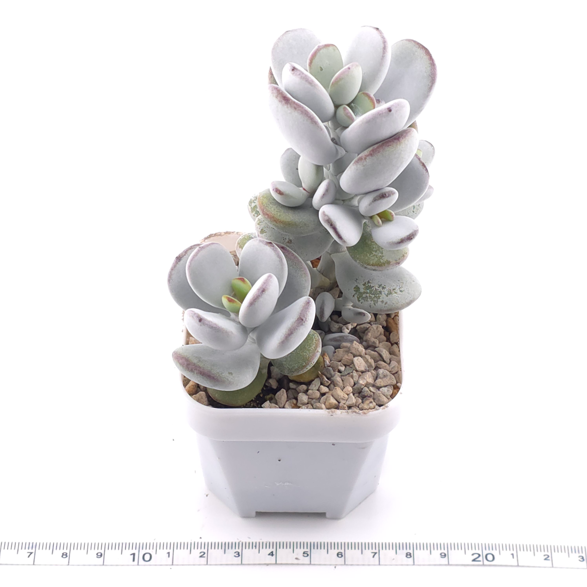 Cotyledon orbiculata | 乒乓福娘 thumbnail 3