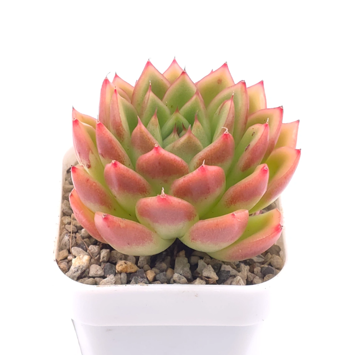 Echeveria agavoides ‘Red Edge’ | 紅邊冬雲 thumbnail 2