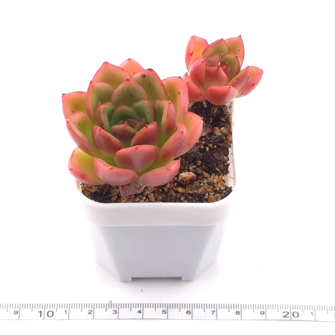 Echeveria agavoides ‘Red Edge’ | 紅邊冬雲 thumbnail 3