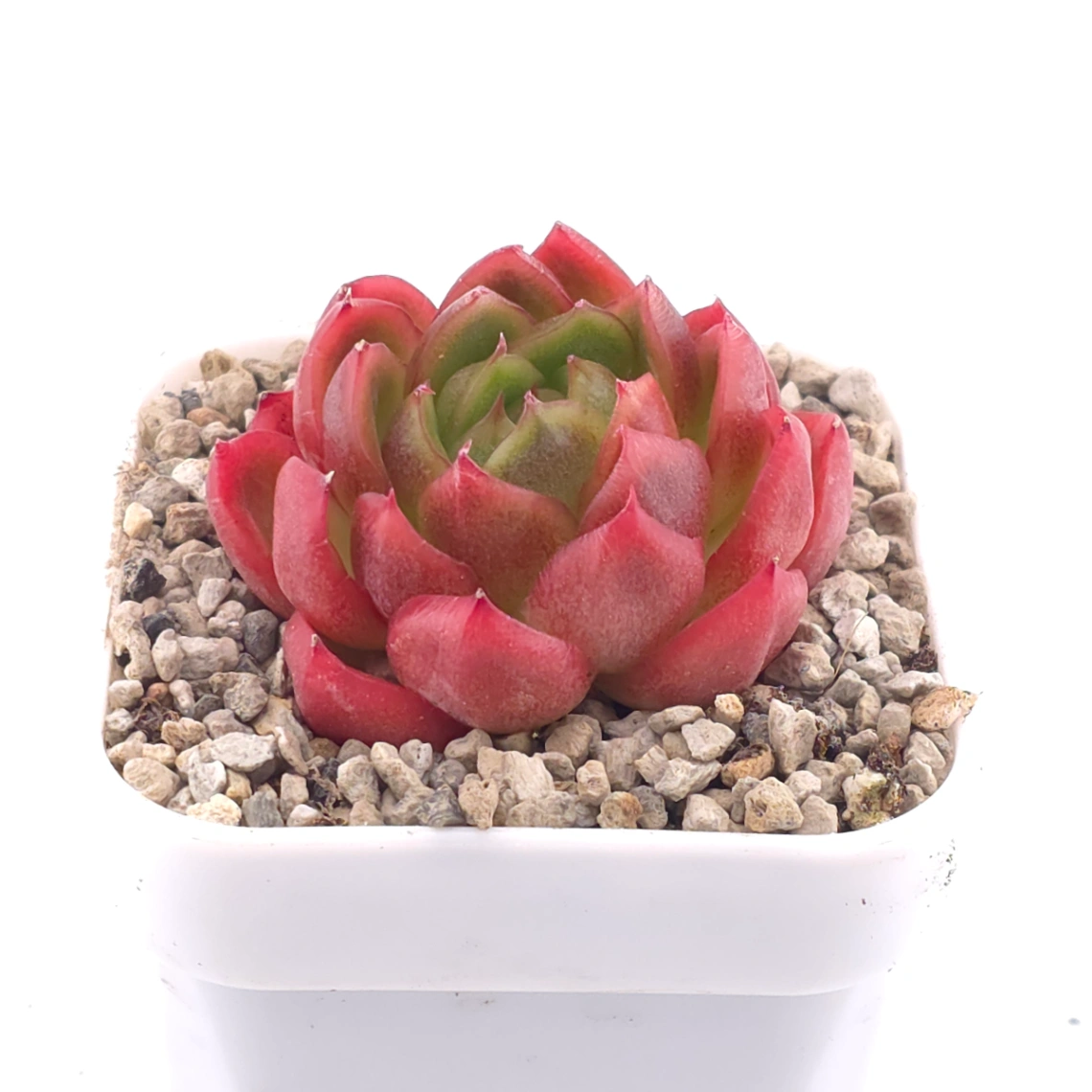 Echeveria agavoides ‘Red Edge’ | 紅邊冬雲 thumbnail 2