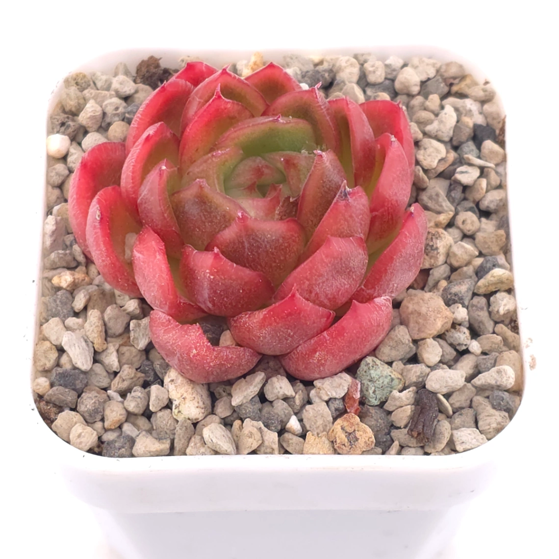 Echeveria agavoides ‘Red Edge’ | 紅邊冬雲 thumbnail 4