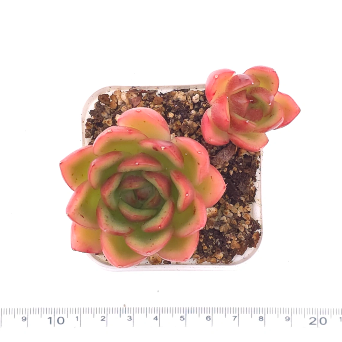 Echeveria agavoides ‘Red Edge’ | 紅邊冬雲 thumbnail 4