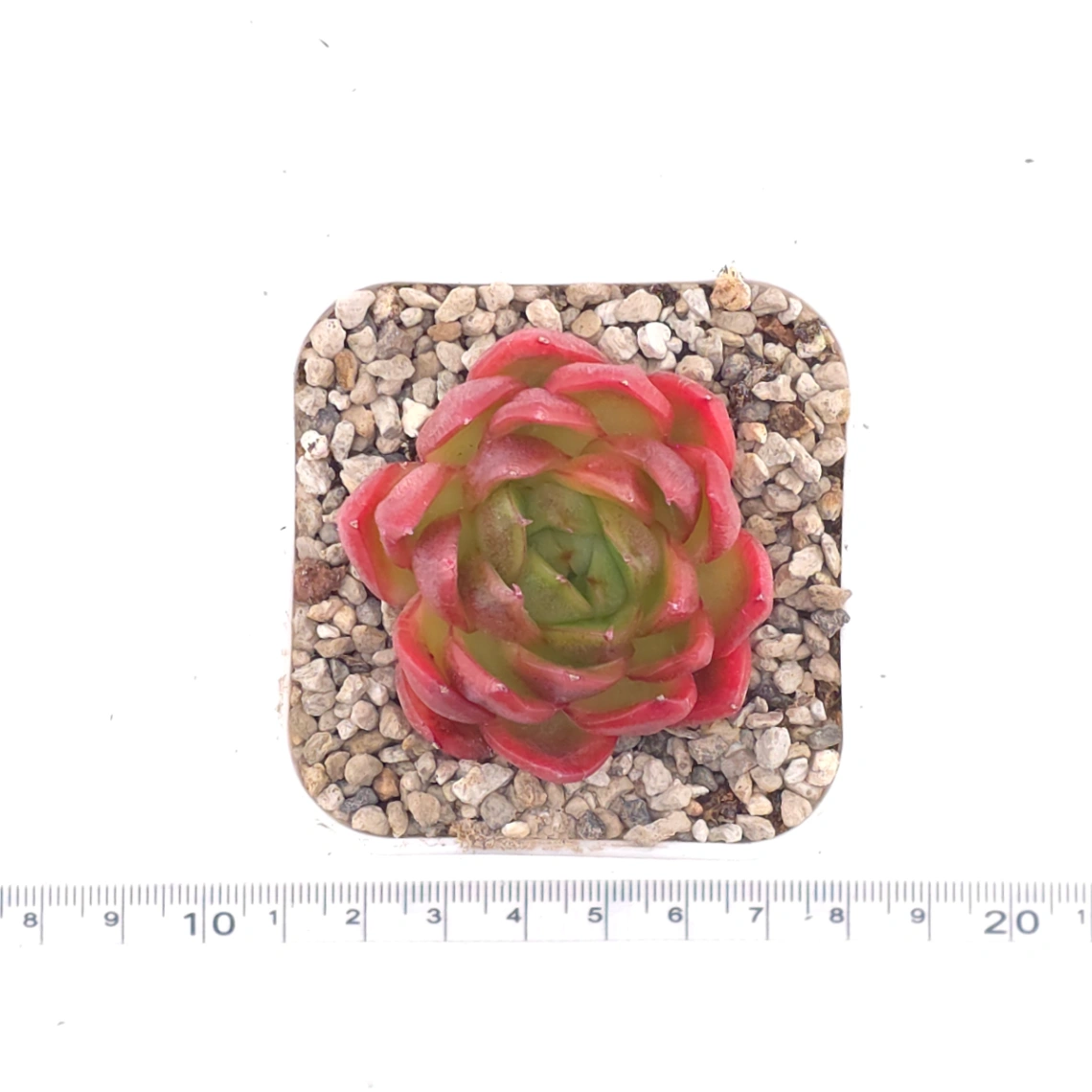 Echeveria agavoides ‘Red Edge’ | 紅邊冬雲 thumbnail 4