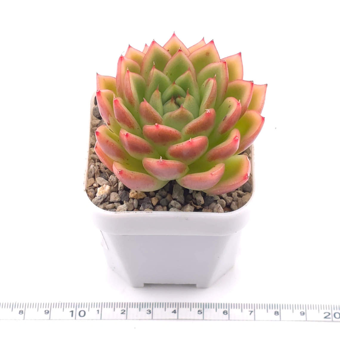 Echeveria agavoides ‘Red Edge’ | 紅邊冬雲 thumbnail 3