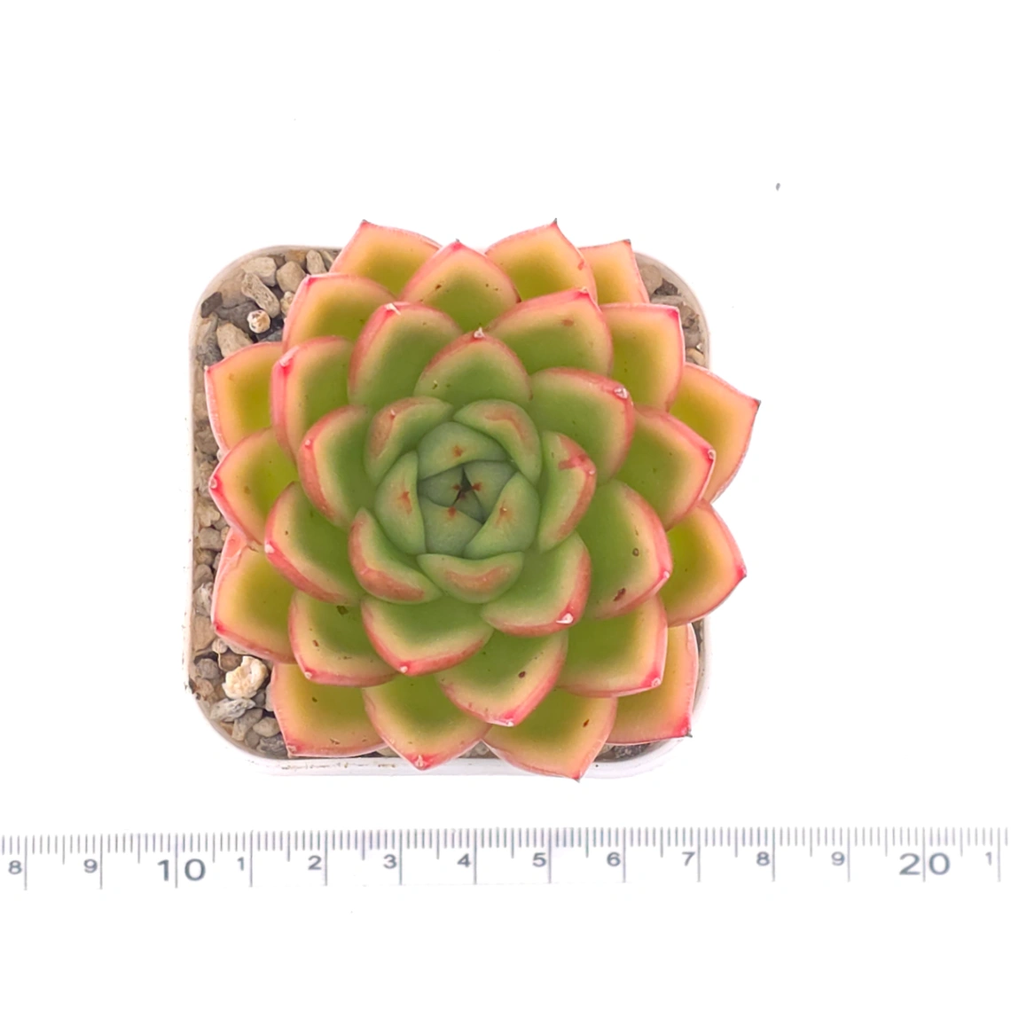 Echeveria agavoides ‘Red Edge’ | 紅邊冬雲 thumbnail 4